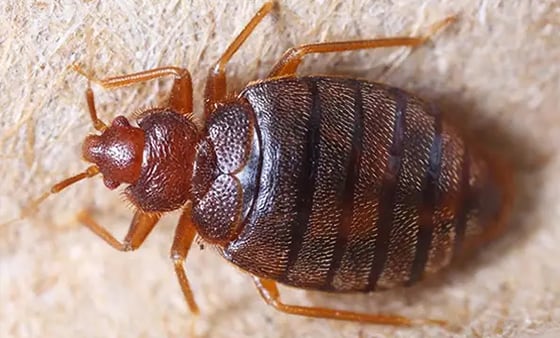 Bed bug management service