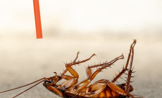 Cockroach management service
