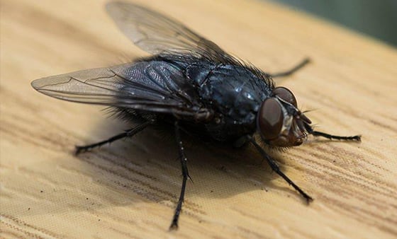 Fly management service