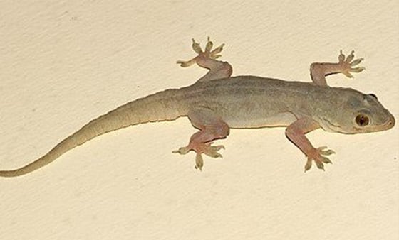 Lizard management service