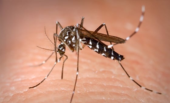 Mosquito management service
