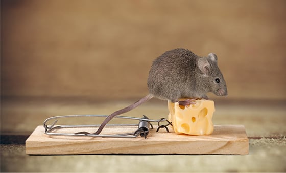 Rodent management service