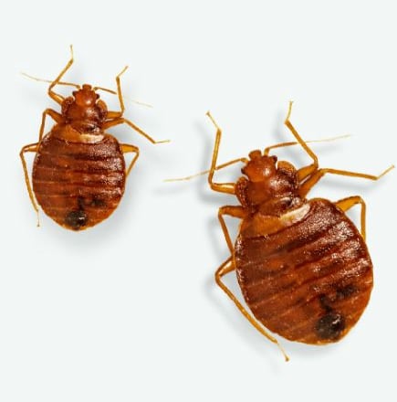 Bed bug treatment