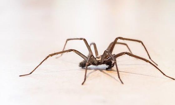 Spider management service