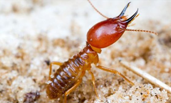 Termite management service