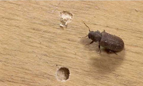 Wood borer management service
